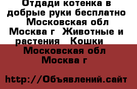 Отдади котенка в добрые руки бесплатно  - Московская обл., Москва г. Животные и растения » Кошки   . Московская обл.,Москва г.